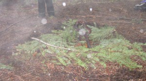 orbs, sacred site, Mt. Shasta, ectoplasm