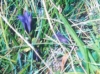 explorers-gentian
