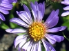 western-aster