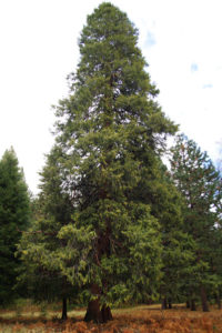 Incense Cedar