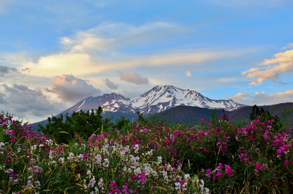 Mt Shasta from Sisson Meadows in summertime